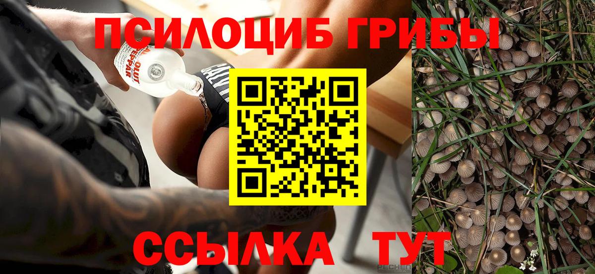 Псилоцибиновые грибы Psilocybine cubensis  Вход с VPN  хочу   Тихвин  Псилоцибиновые грибы Psilocybine cubensis 